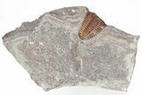 Ordovician Trilobite (Placoparia) Fossil - Morocco #216590-6